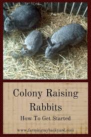 Most of the time, two pet rabbits are more than enough for a family. Colony Raising Rabbits How To Get Started Farming My Backyard