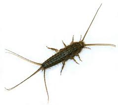 Resultado de imagen de insectos thermobia