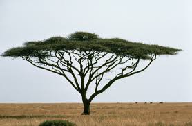 Acacia Tree African Tree Tree Nature Tree