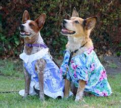 The Dog Geek Australian Cattle Dogs Are Monsters You Don T Want One