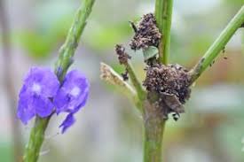 Image result for Stachytarpheta urticifolia