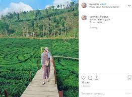 Wisata petik jambu puncak kawasan wisata kebun teh kemuning Menikmati Syahdunya Jember Lantai Dua Dari Kebun Teh Gunung Gambir