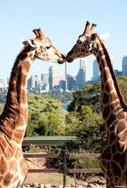 Giraffes Taronga Zoo Sydney I Think It S The Best Zoo In The World And I Ve Been To A Few Can T Beat The View Cute Animals Giraffe Giraffe Pictures