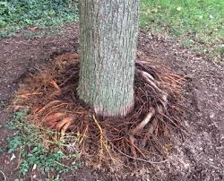 Shears can cut needles making them turn brown. Removing Tree Roots Above Ground Will It Kill The Tree Davey Blog