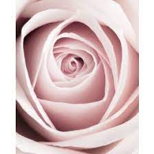 Pink rose wall art, blush watercolor flowers, floral art prints, floral wall art, bedroom wall decor, valentines day gift, gift for her. Pink Rose Art Print Poster Und Prints Posters De