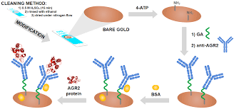 An Ultrasensitive Biosensor for Detection of Femtogram Levels of the Cancer  Antigen AGR2 Using Monoclonal Antibody Modified Screen-Printed Gold  Electrodes