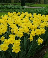 Narcissus King Alfred Trumpet Daffodils Narcissi Flower Bulbs Index Bulb Flowers Daffodils Garden Bulbs