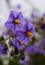 Img 0218 Nightshade Flower Shade Flowers Flowers