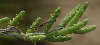 Image result for Sarcocornia perennis