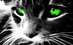 Neon Cats Eyes Animal Wallpaper Cat Wallpaper Grey Cats