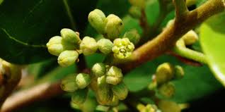 Image result for Cryptocarya liebertiana