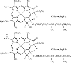Maybe you would like to learn more about one of these? Photosynthesis Springerlink