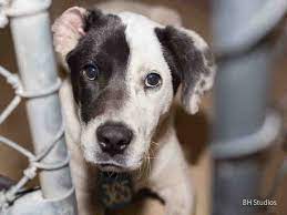 01 28 15 This Handsome Baby Needs Out Now This Dog Id A423379 I Am A Male White And Black Labrador Retriever Mix The Shelte Animals Pets Humane Society