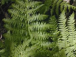 Image result for Athyrium