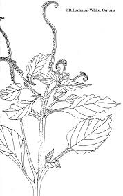 Image result for Heliotropium indicum