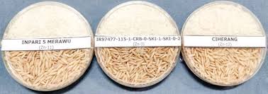 Permohonan jawatan padiberas nasional berhad. Balitbangtan Dan Irri Kembangkan Padi Rawa Ilmu Dan Teknologi Koran Tempo Co