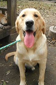 Check spelling or type a new query. Pittsburgh Pa Golden Retriever Meet Doug In Texas A Pet For Adoption