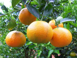 Image result for Citrus reticulata