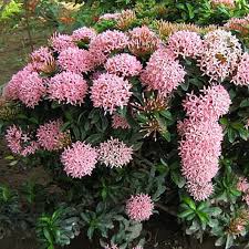 Seperti namanya, bunga dari tanaman ini umumnya memiliki warna jade atau hijau giok. Jual Tanaman Hias Asoka Bunga Pink Berkualitas