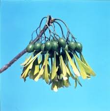 Image result for Mellera lobulata