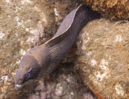 Catch moray can even a beginner. Brown Moray Eel Wikipedia