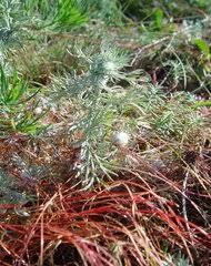 Image result for Dewildemania filifolia