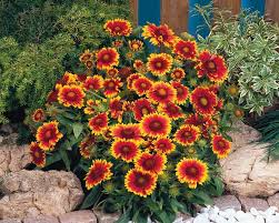 Maybe you would like to learn more about one of these? Gaillardia Arizona Sun Bluestone Perennials
