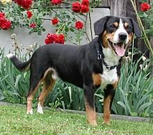 Der berner sennenhund welpe ist mit seinem ausgeglichenen charakter der optimale begleiter für eine familie. Sennenhund Wikipedia