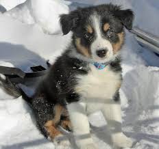 The border collie is also the breed most in need of a job, while other collie breeds fit well into an active family lifestyle. Finnegan The Border Collie Border Collie Puppies Collie Puppies Border Collie