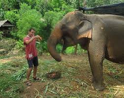 Chiang Mai Fil Barinagi Elephant Jungle Sanctuary Bakima Muhtac Fillerin Koruma Altina Alindigi Tayland Daki Birkac Fil Rehabilitasyon Tayland