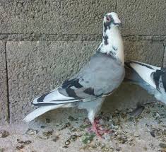 Gaziantep Satilik Alaca Posta Home Facebook