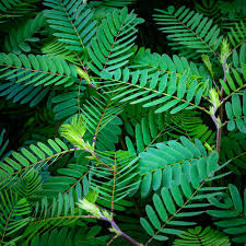 Image result for Chamaecrista