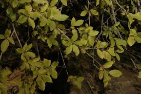 Image result for Feretia