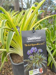 Image result for Afrosolen zambeziacus