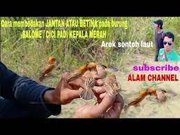 Untuk melihat detail lagu suara cici padi betina ♫ klik salah satu judul yang cocok, kemudian untuk link download suara cici. Cara Membedakan Burung Salome Atau Cici Padi Kepala Merah Jantan Atau Betina Burung Salome Cici Padi Youtube