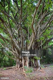 Image result for Ficus chirindensis