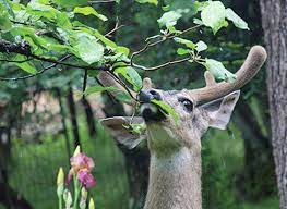 Check spelling or type a new query. Landscaping With Deer Resistant Plants The Ripley Bee