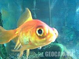 Goldfish Webcam