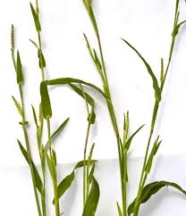 Image result for Hackelochloa granularis