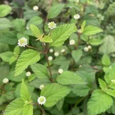 Image result for Lippia abyssinica