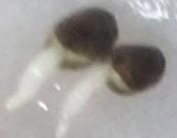 ブツブツ観覧注意 エゴマの発根 エゴマの葉 エゴマ茨城 純国産圧搾式エゴマ油の採取 産地直送えごまの葉 家庭菜園いろいろ
