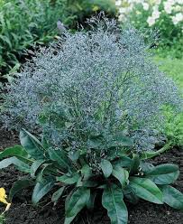 Image result for Limonium