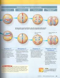 Bioflix Activity Mitosis Events Of Mitosis Answers Mitosis Worksheet And Diagram Identification Answers Kids Activities