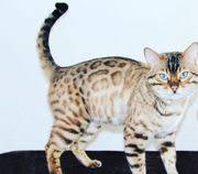 This means that it has inherited one copy of the siamese (cs) gene and one copy of the burmese (cb) gene. Snow Bengal Kaufen Verkaufen
