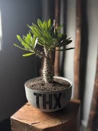 Image result for Coleochloa