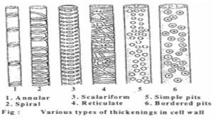We did not find results for: Structure Of The Cell Wall
