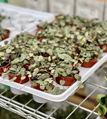 Image result for Ceropegia