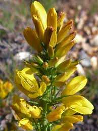Image result for Ulex minor
