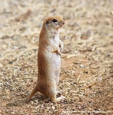 Home image list by species. Treknature Round Tailed Ground Squirrel Photo