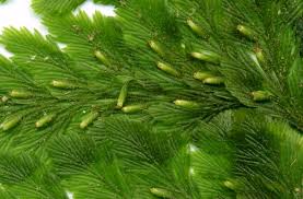 Image result for Abrodictyum rigidum